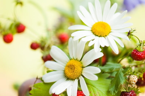 Jardins comestíveis, aprecie e deguste!