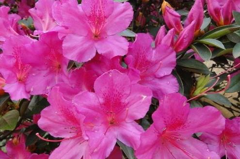 Plantas tóxicas