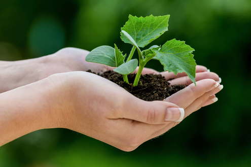 Momentum é certificada com a ISO 14.001 - Gestão Ambiental