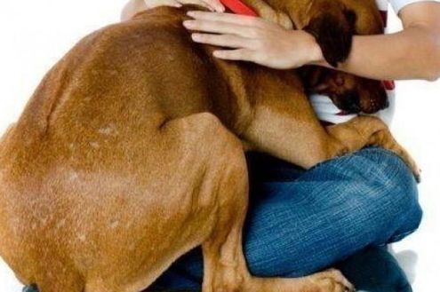 Proteja seu animalzinho durante a queima de fogos