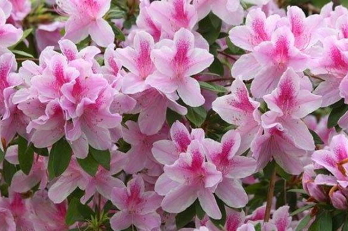 Azaleia - Flor de inverno