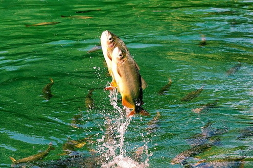 Rio Paranapanema ganha cem mil novos peixes