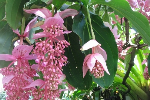 Medinilla Magnífica: a planta do momento