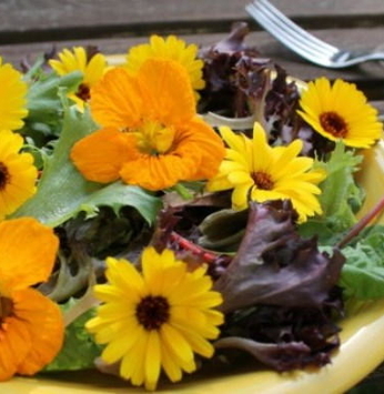 Flores: do jardim para a culinária