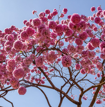 Exuberância das flores do Ipê Rosa chama a atenção dos proprietários no Santa Bárbara