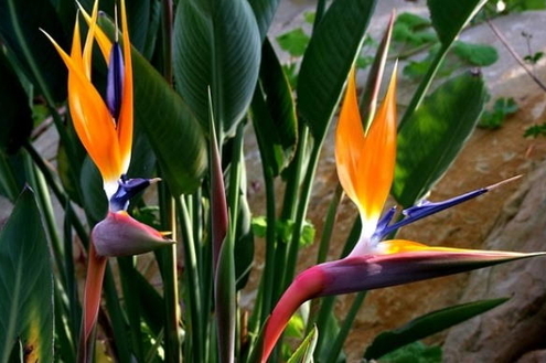 Streletzia