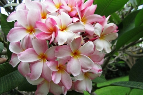 O aroma e as cores do jasmim-manga