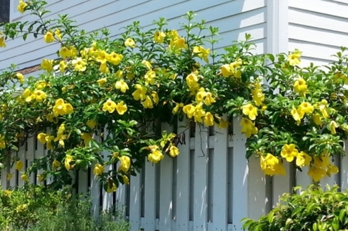 A beleza da alamanda