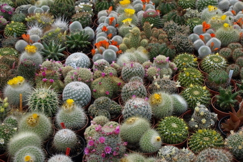 Tipos de plantas que dispensam muita água