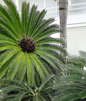 Folhagens grandes para o paisagismo